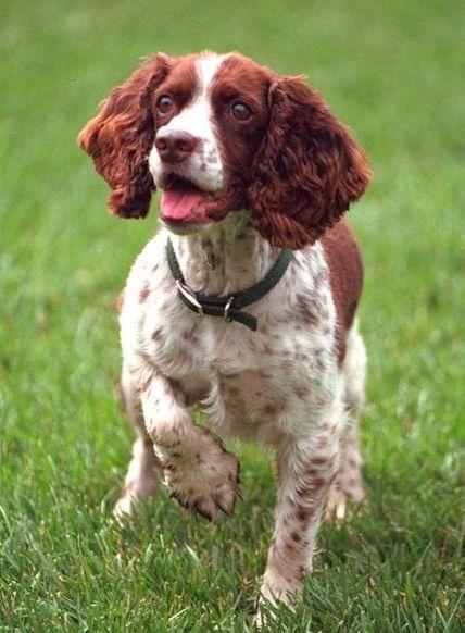 Uno springer spaniel inglese