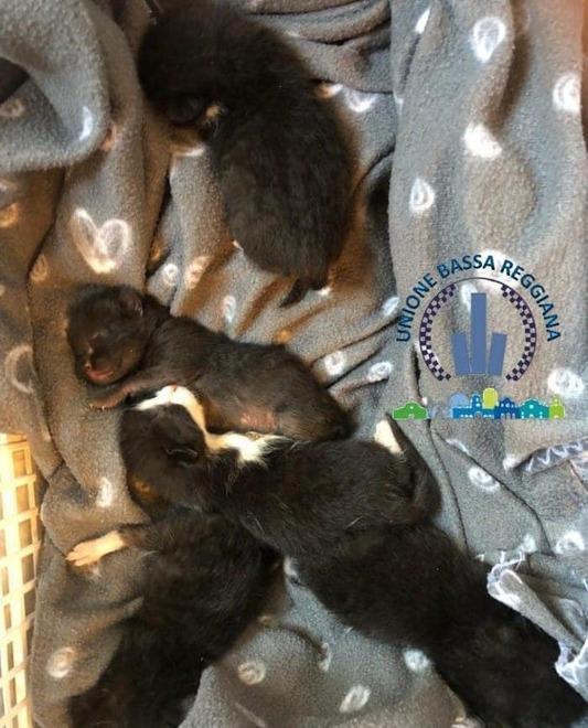 Reggiolo, cinque gattini di appena un giorno abbandonati dentro un bidone 