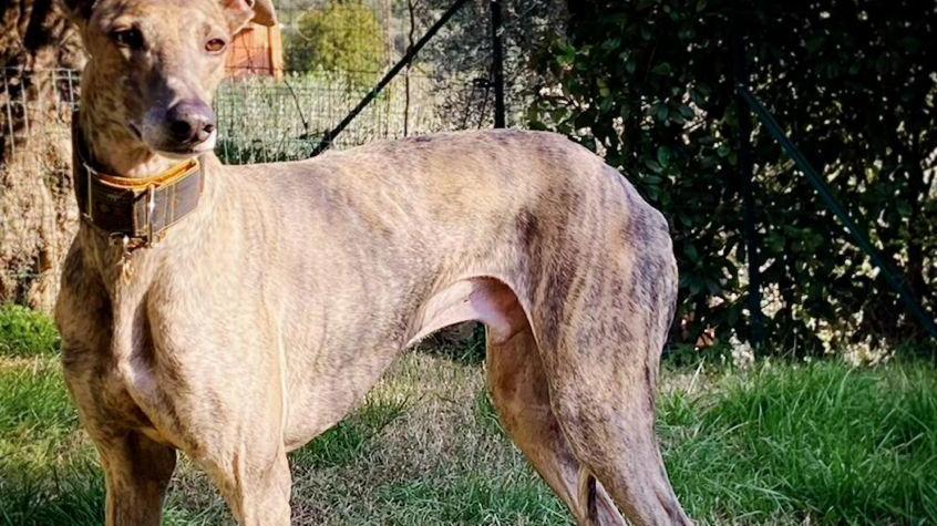 Febo, il galgo spagnolo di tre anni