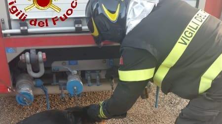 Il cane salvato dai vigili del fuoco a Miemo