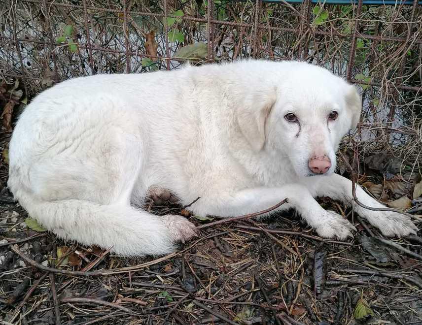 La triste storia di Cika, la cagnolina che nessuno vuole da dieci anni 