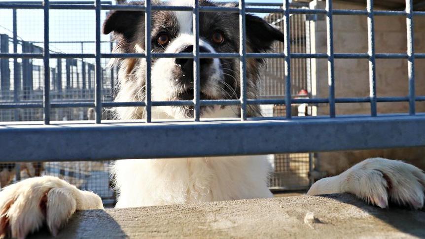 Altra segnalazione: «Quella coppia non può tener cani»