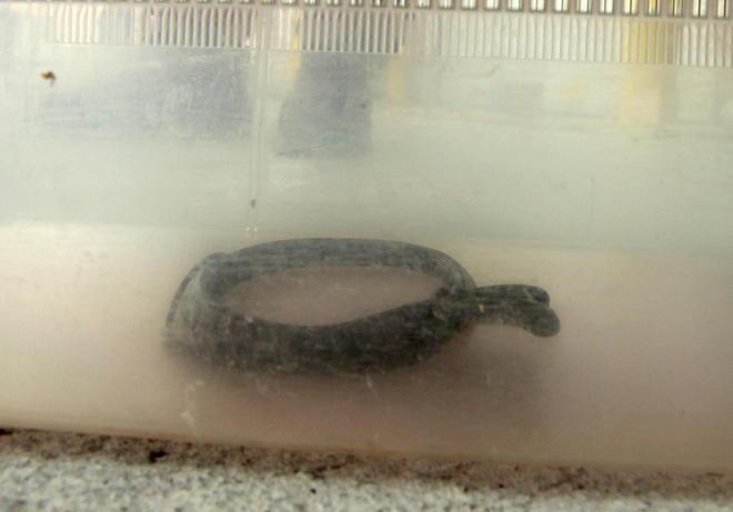 Serpente esotico tra le banane in un container del porto 