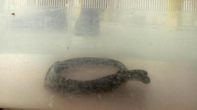 Serpente esotico tra le banane in un container del porto