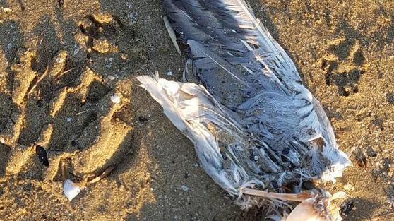 Le carcasse degli uccelli al’Istituto zooprofilattico