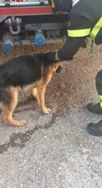 Cane salvato dai vigili del fuoco