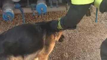 Cane salvato dai vigili del fuoco