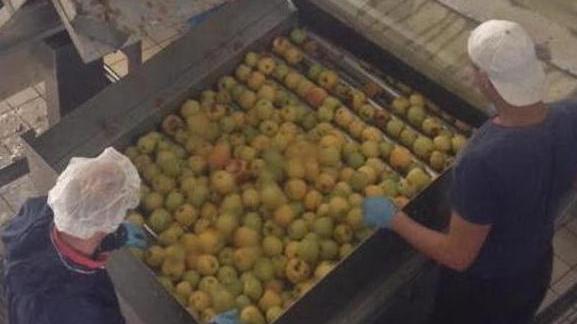 Le mele di scarsa qualità etra Ue venivano lavorate, ripulite e spacciate per prodotto bio