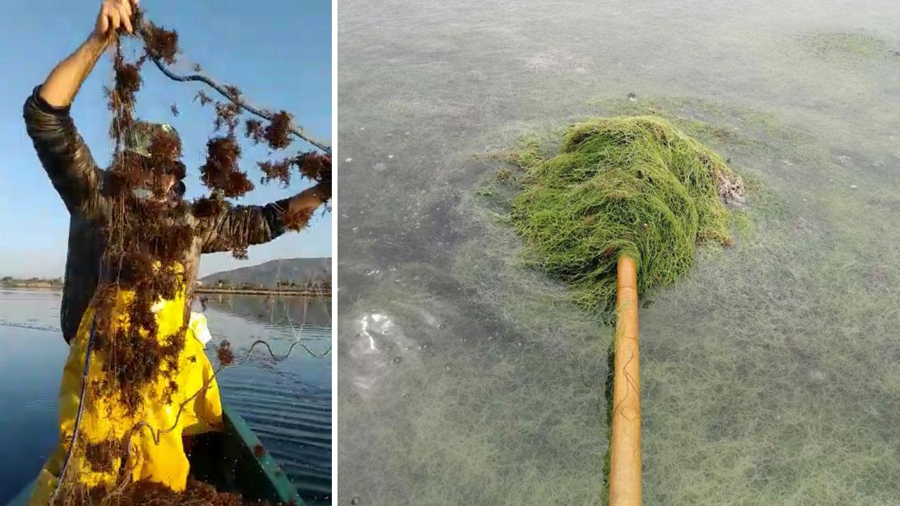 Sos laguna, è un prato di alghe: «Così non si può pescare» 