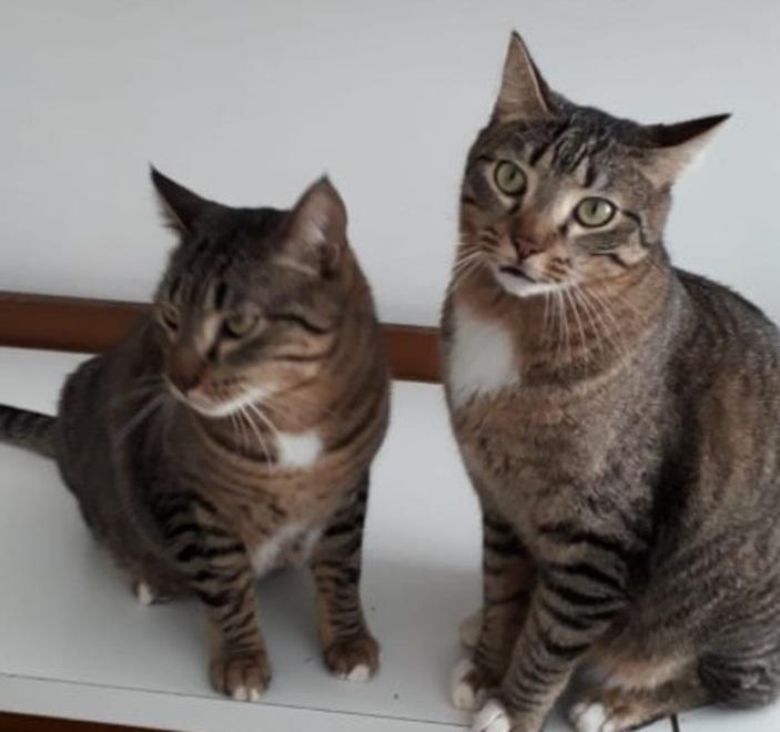 Sos Randagi: ogni giorno cura e assistenza per sessanta gatti