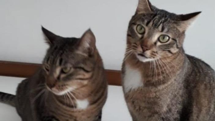Sos Randagi: ogni giorno cura e assistenza per sessanta gatti