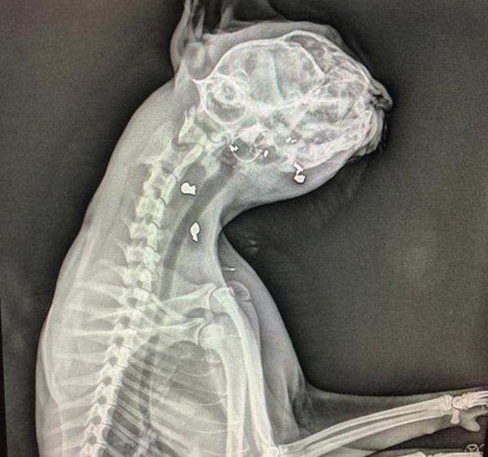 Rudy, il gatto con un occhio solo che aveva paura degli umani 