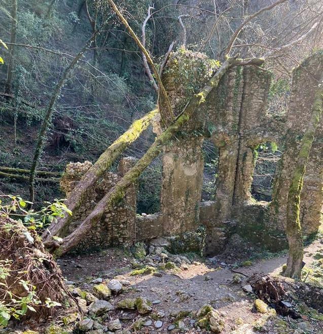 Gli alberi cadono sui vecchi opifici