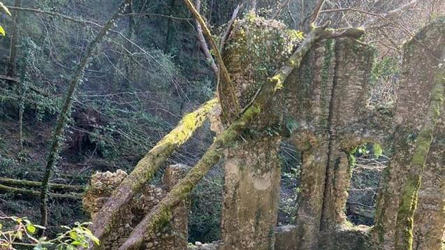 Gli alberi cadono sui vecchi opifici