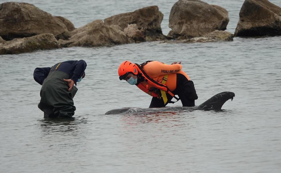 Soccorritori in mare per riportare al largo un delfino in difficoltà 