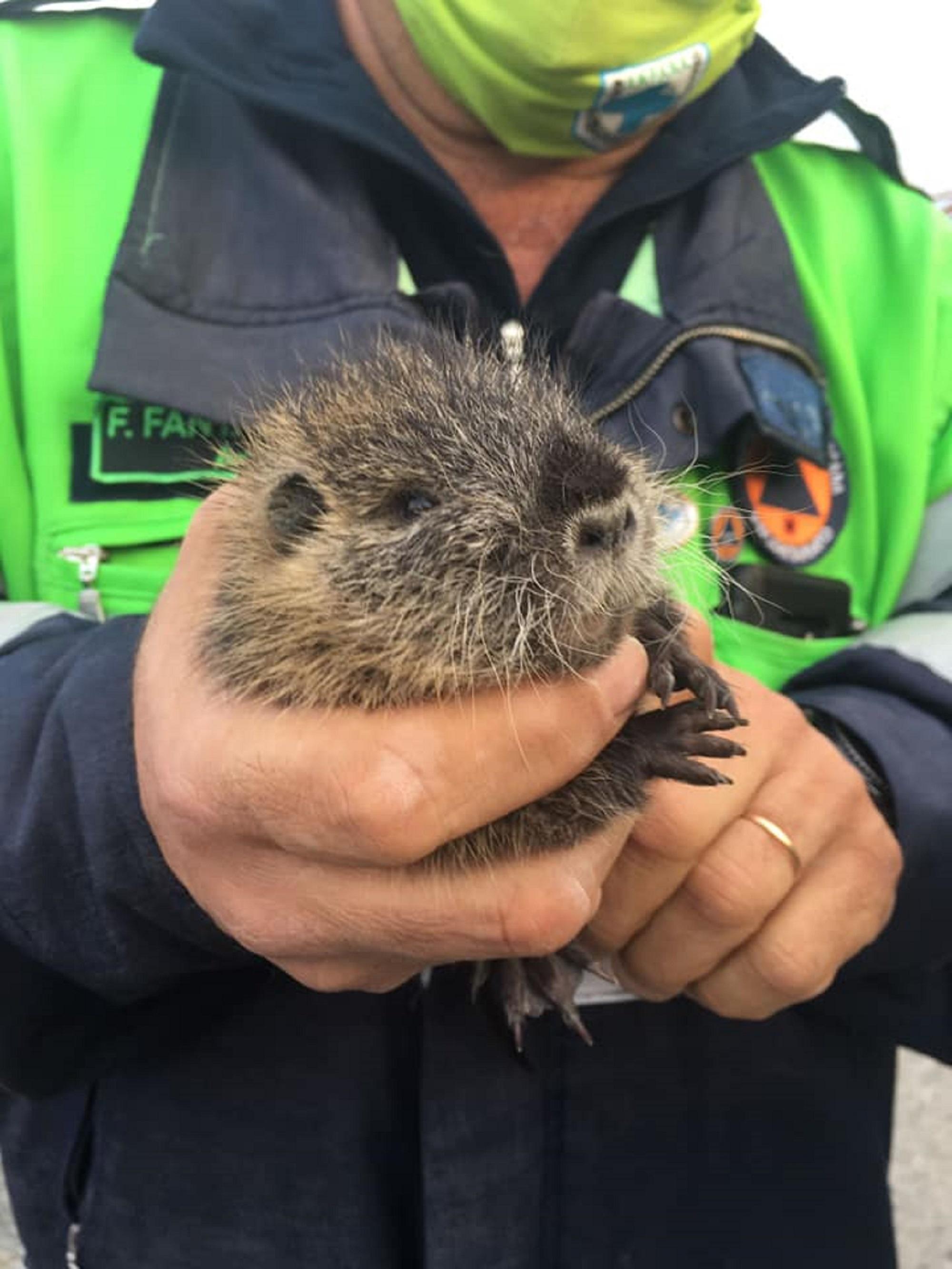 La nutria nelle mani del presidente di Anpana Livorno, Franco Fantappiè