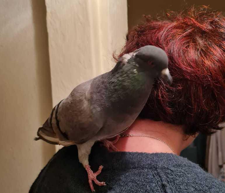 La piccioncina sulla spalla della sua amica Donella