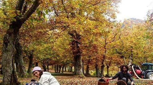 Biodiversità, in un campo l’atlante dei castagni del nostro Appennino