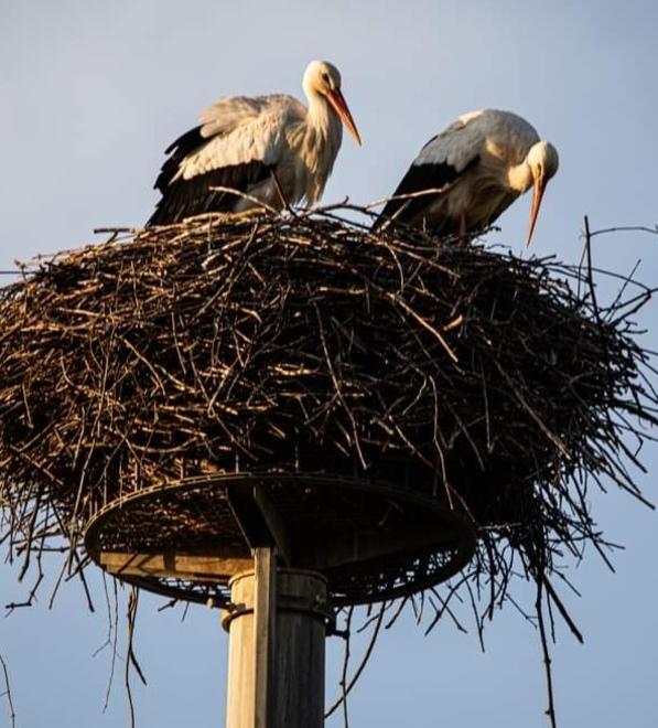 Il ritorno delle splendide cicogne: il Padule adesso sarà la loro casa 