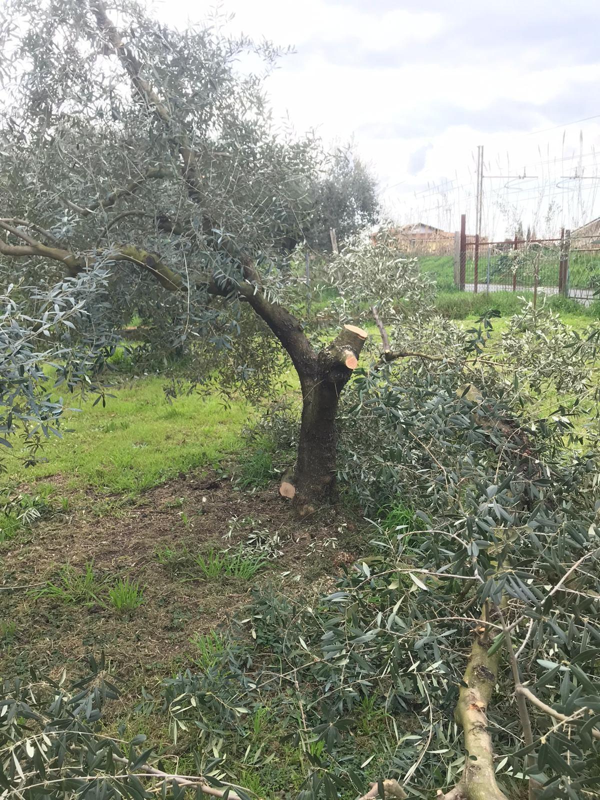 Devastate piante di olivo quercetano
