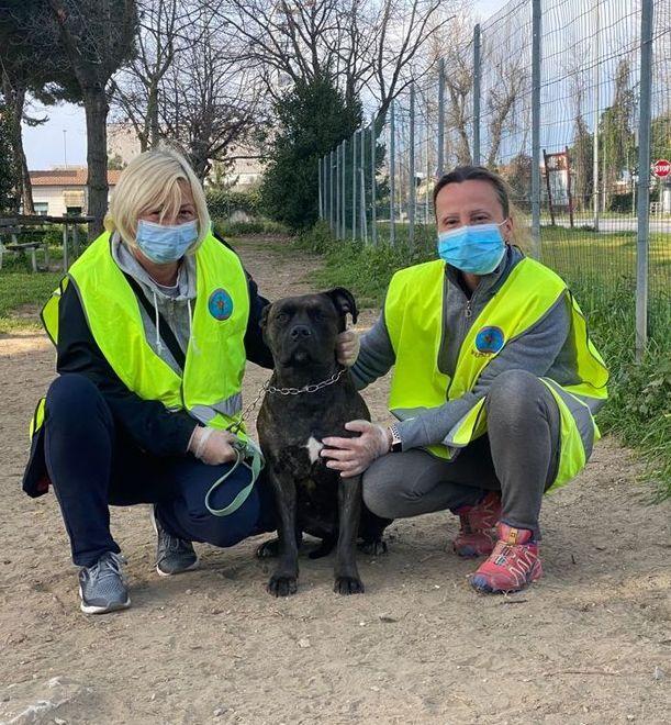 Quando il padrone è positivo al virus il cane lo portano a spasso i volontari
