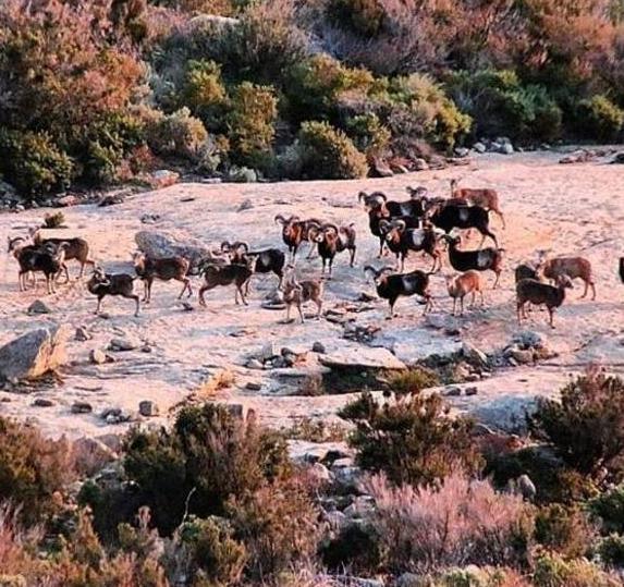 Gli animalisti non mollano «Qualcuno salvi i mufloni»