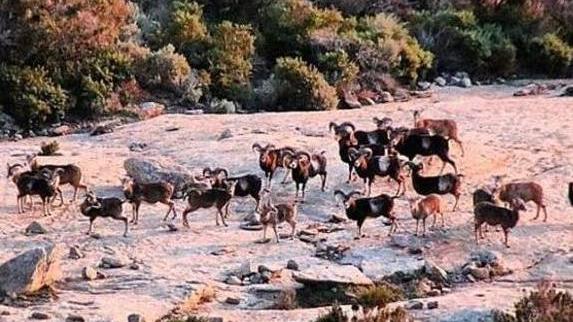 Gli animalisti non mollano «Qualcuno salvi i mufloni»