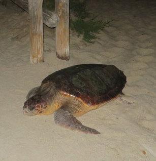 I cacciatori di tracce delle Caretta Caretta 