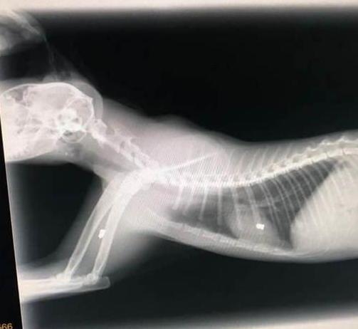 Avvelenamenti e spari contro i gatti È allarme a Calci