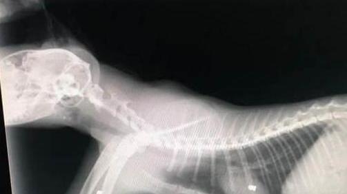 Avvelenamenti e spari contro i gatti È allarme a Calci