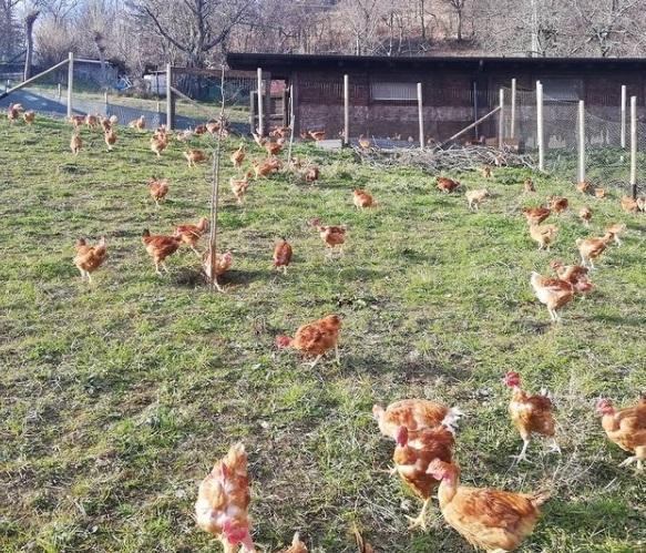 Montese. La strage delle galline, tutta colpa dei rapaci 