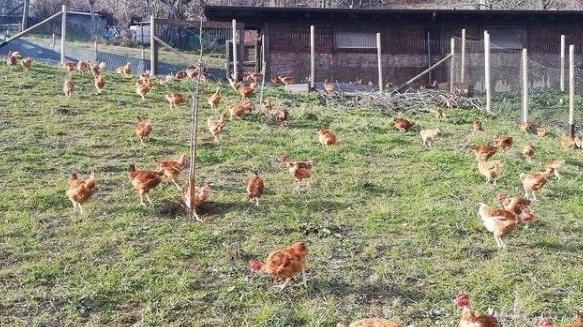 Montese. La strage delle galline, tutta colpa dei rapaci