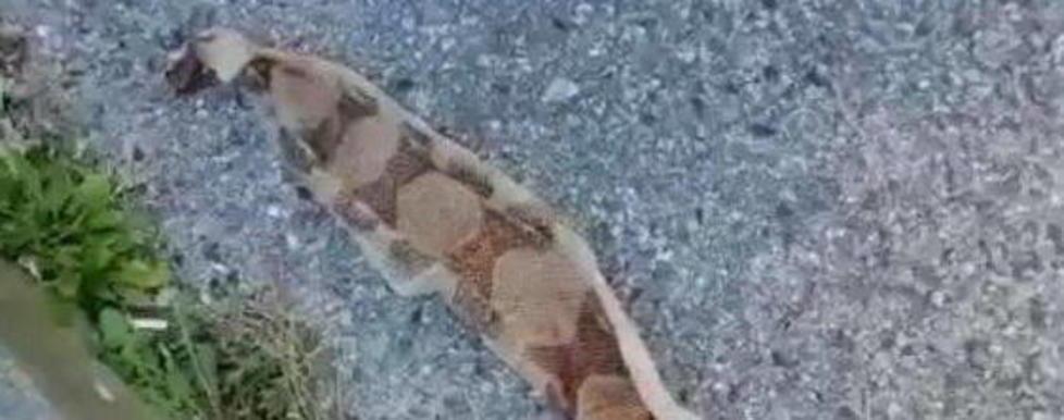 Pelle di un pitone ritrovata al parcheggio delle scuole