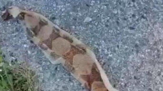 Pelle di un pitone ritrovata al parcheggio delle scuole