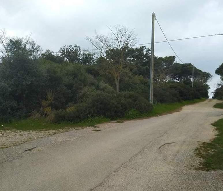 Scoperto focolaio di Xylella in 3 ettari Scatta la rimozione delle piante infette