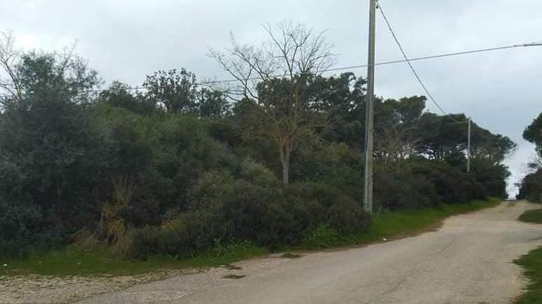 Scoperto focolaio di Xylella in 3 ettari Scatta la rimozione delle piante infette