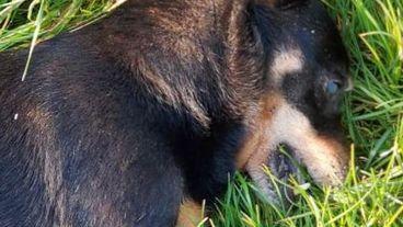 Medolla .Spara al cane, denunciato e armi sequestrate