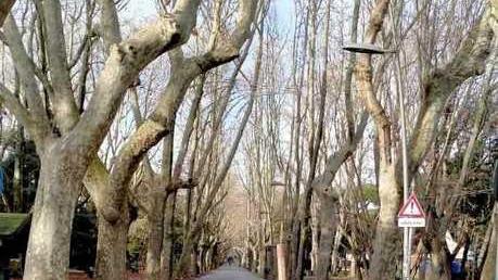 «A ogni allerta meteo si chiude la Pineta», scatta la rabbia dei concessionari