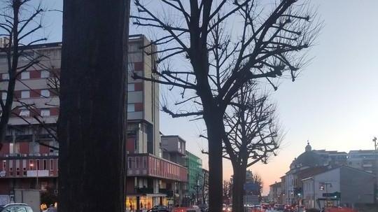 Sit-in di Rifondazione a difesa degli alberi