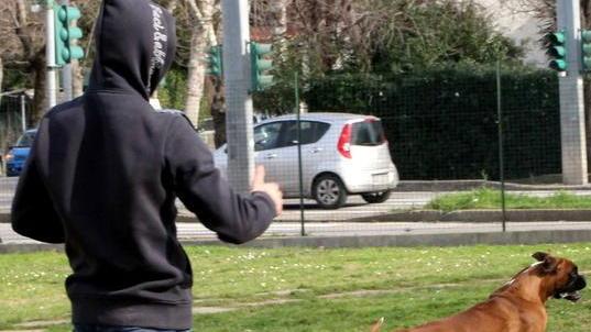 Manca un’area di sgambatura Un appello dai padroni dei cani