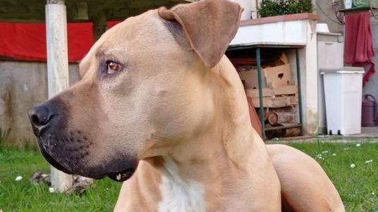 Fuego, il pitbull maltrattato che ora ama la sua nuova famiglia