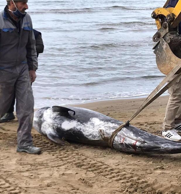Non c’è alcuna traccia di plastica nello stomaco del delfino morto
