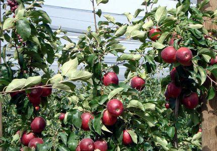 Ortofrutta, export in crescita Fruitimprese: +5,8% nel 2020 