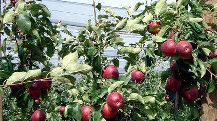 Ortofrutta, export in crescita Fruitimprese: +5,8% nel 2020
