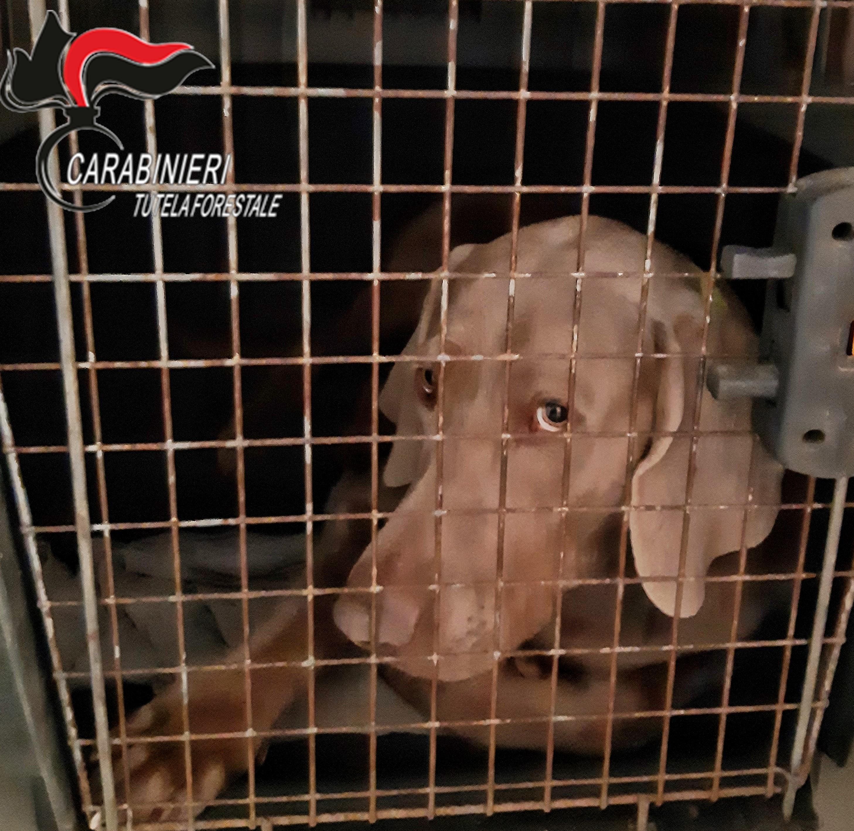 Reggio Emilia, sequestrato un allevamento abusivo di cani