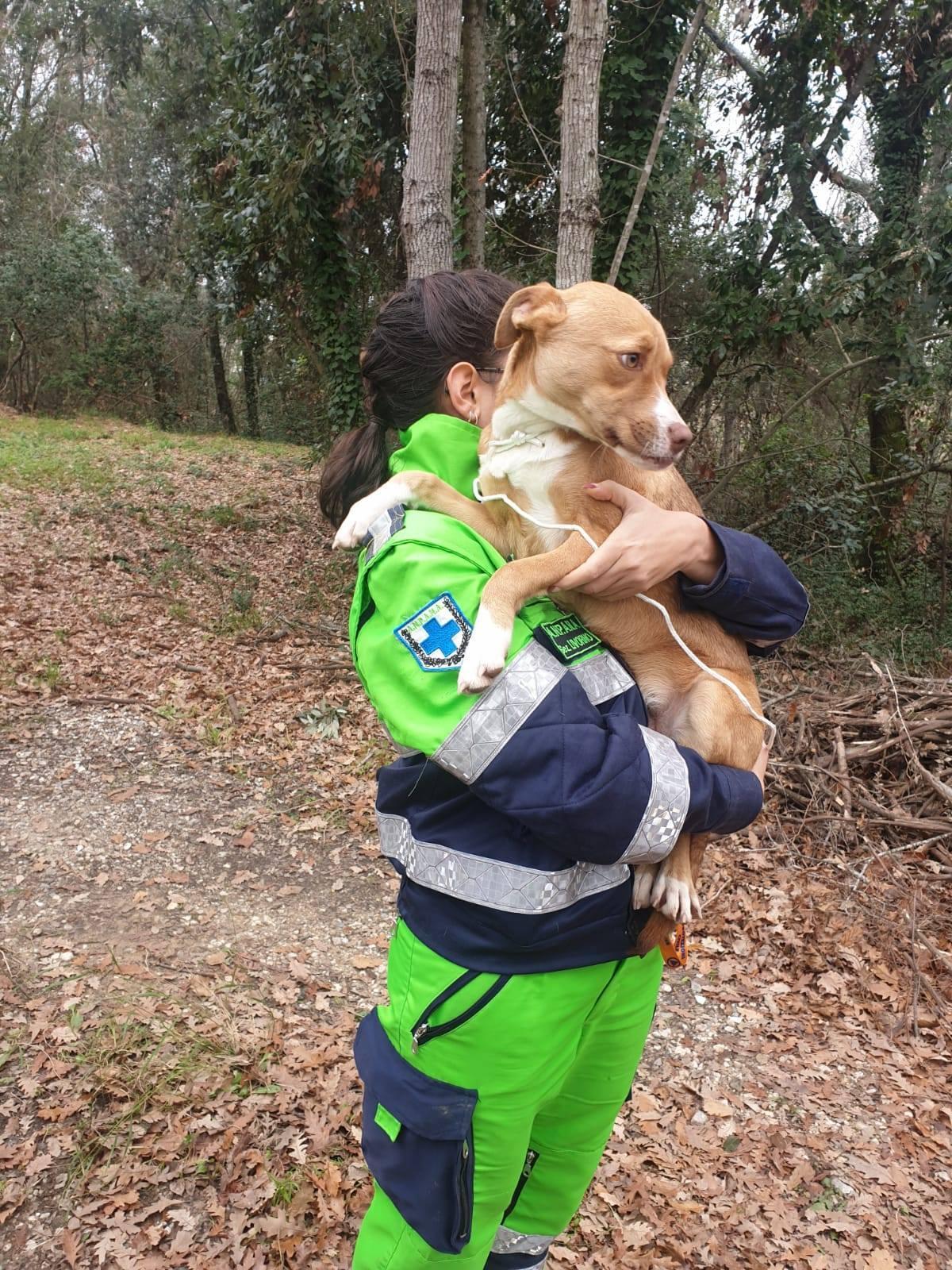 Una volontaria Anpana con un cane (foto d'archivio)