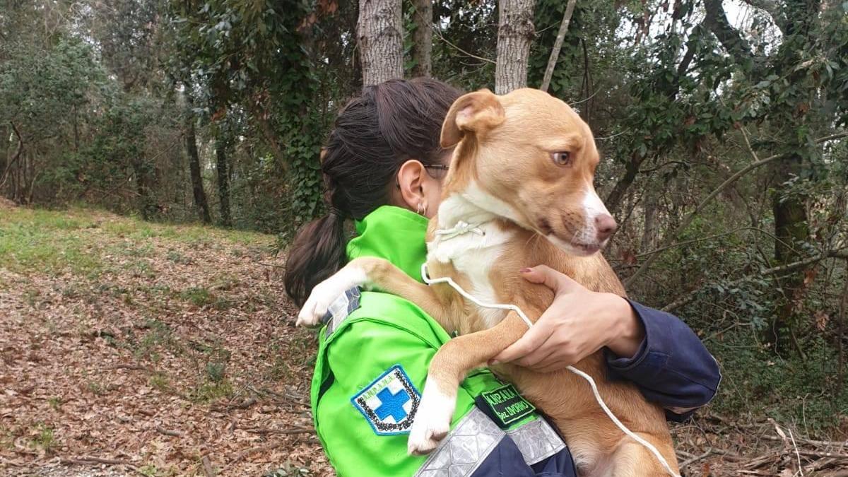 Una volontaria Anpana con un cane (foto d'archivio)