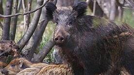 Cacciatori contro le ultime battute «Fase delicata per Covid e animali»