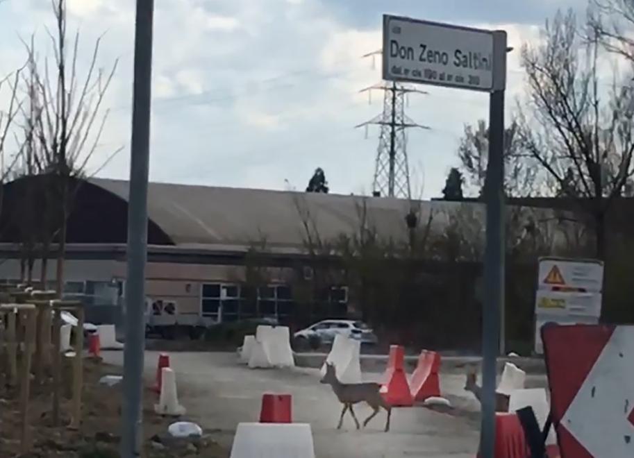 Modena. Tre caprioli “a spasso” lungo la Diagonale 