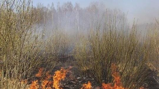 Vietato fino al 31 marzo dare fuoco ai vegetali